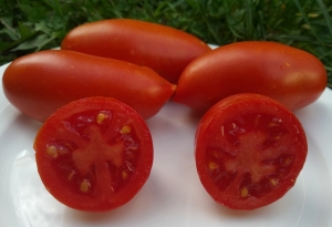 Семена томата сорта Ниагара - Длинноплодные томаты