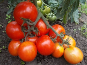 Семена томата сорта Николай Духов - Низкорослые кустовые