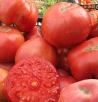 . Новое поколение Бурчема (Burcham’s New Generation)