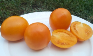 Семена сорта томата Новолуние (New Moon) - Высокорослые сливовидно-овальные