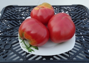 Семена томата сорта Обильный Маслова - Гиганты розовые