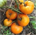 . Оранжевый гигант Дмитриева