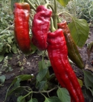 . Перец Палермо