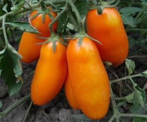 Семена томата сорта Пальмира - Длинноплодные томаты