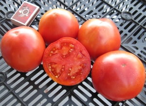 Семена томата сорта Пани Яна - Среднерослые