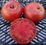 . Polaris (Поларис) 