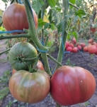 . Polaris (Поларис) 