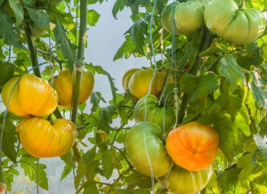 Семена томата сорта Walter's Candy Stripe (Полосатые конфеты Уолтера) - Гиганты двуцветные