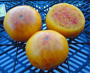 Семена томата сорта Eva’s Amish Stripe (Полосатый Евы Амиш) - Гиганты двуцветные