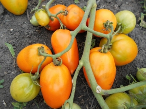 Семена сорта томата Полтавская галушка - Низкорослые кустовые 