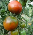 . Paul Robeson (Поль Робсон) 