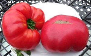 Семена томата сорта Henderson's Pink Ponderosa (Пондероса розовый Хендерсона) - Гиганты розовые