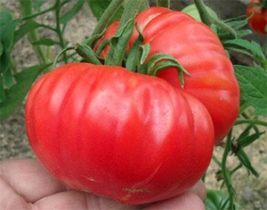 Семена сорта томата Da Costa’s Portuguese (Португальский Да Косты) - Гиганты розовые