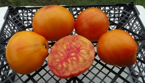 Семена томата сорта Прозорливый колдун - Гиганты двуцветные