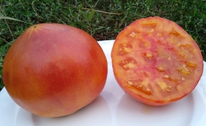 Семена сорта томата Пума - Гиганты двуцветные 