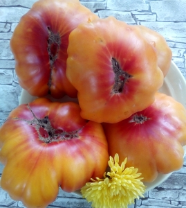 Семена томата сорта Zapotec Ananas Ribbed (Ребристый ананас Запотека) - Фигурно – ребристые и фаршировочные