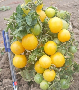 Сорт томата Реджина желтая - комнатные горшечные