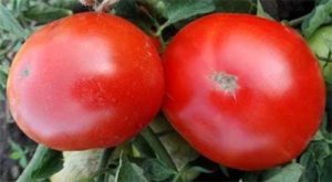 Семена сорта томата Резонанс (Алтай) - Низкорослые кустовые 