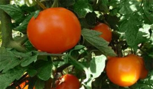 Семена томата сорта Реликвия из Уссурийска - Высокорослые округлые и плоско-округлые