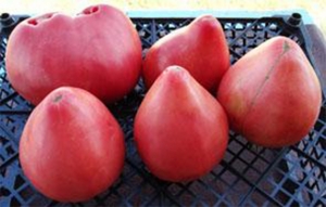 Семена томата сорта Robs (Робс) - Гиганты сердцевидные