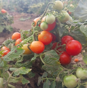 Сорт томата Рождественская Елка - комнатные горшечные