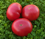 . Willa’s Cariboo Rose (Роза Виллы Карибу)