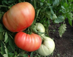 Семена томата сорта Розовое утро - Гиганты розовые