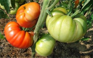 Семена томата сорта Pink Blosser (Розовый Блюсер) - Гиганты розовые