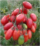 . Розовый снег (Розовый изюм) 