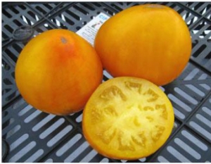 Семена томата сорта Самохвал - Гиганты оранжевые