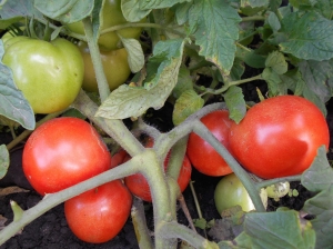 Семена сорта томата Санька - Низкорослые кустовые 