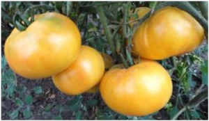 Семена томата сорта Сахара - Гиганты желтые и оранжевые