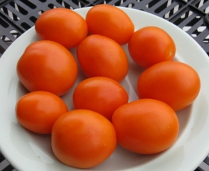 Семена томата сорта Сербская медовина Солнце - Высокорослые коктейльные 