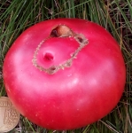 . Lilac Giant (Сиреневый гигант) 