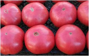 Семена томата сорта Lilac Giant (Сиреневый гигант) - Гиганты розовые