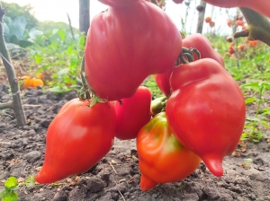 Семена томата сорта Скифея (Скифская фея) - Высокорослые сливовидно-овальные