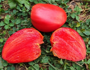 Семена томата сорта Скрытое сокровище вечной Земли (Hidden Treasures Of A Timeless) - Гиганты сердцевидные