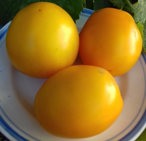 Семена сорта томата Сливка Леси - Низкорослые кустовые 