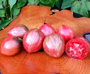 Семена томата сорта Dean’s wicked plum (Сливовый виски Дина) - Карликовые и штамбовые