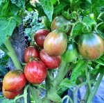 . Dean’s wicked plum (Сливовый виски Дина)