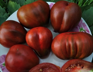 Семена томата сорта Сникерс - Шоколадные