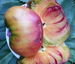 . Taigа (Тайга)