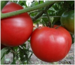 . Тырновский красный 