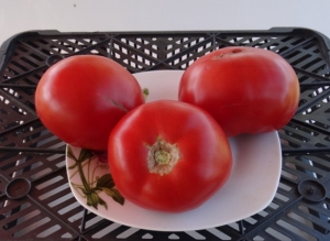 Семена томата сорта Топтыгин - Высокорослые округлые и плоско-округлые