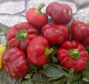 Семена перца сорта Топ-девочка