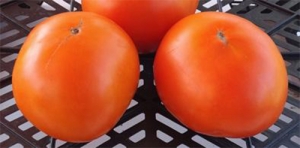 Семена томата сорта Туапсинский апельсин - Среднерослые