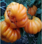 . Florentine Beauty yellow (Флорентийская красавица желтая)