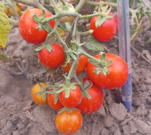 Сорт томата Флорида Петит - комнатные горшечные