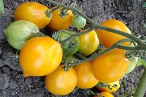 Семена сорта томата Цитрусовый сад - Высокорослые сливовидно-овальные