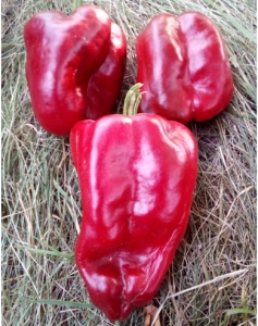 Семена перца сорта Челбасский гигант